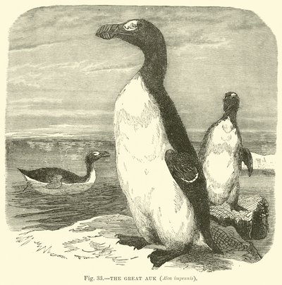 Büyük Auk, Alca impennis by English School