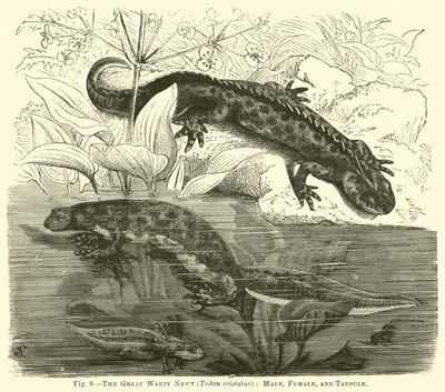 The Great Warty Newt (Triton cristatus), Erkek, Dişi ve Kurbağa Yavrusu by English School