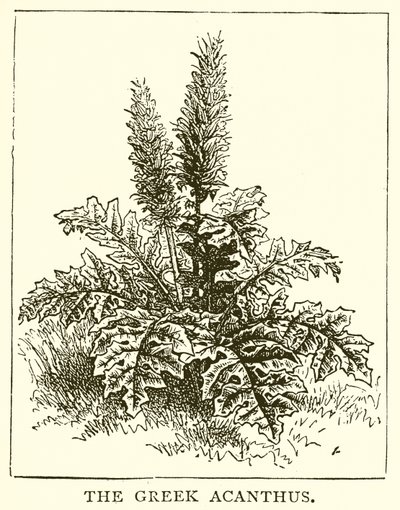 Yunan Acanthus by English School