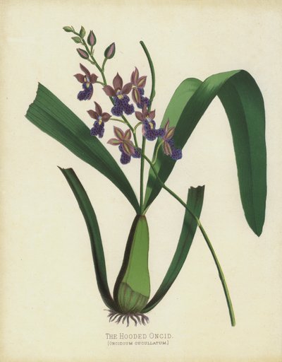 Kapşonlu Oncid, Oncidium Cuccullatum by English School