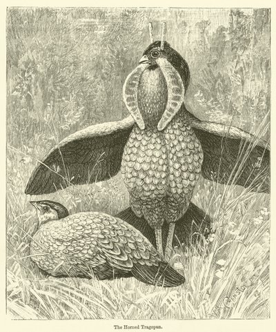 Boynuzlu Tragopan (gravür) by English School