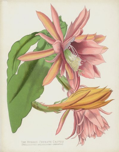 Hibrit Crenate Kaktüs, Phyllocactus Speciosissimo-Crenatus by English School