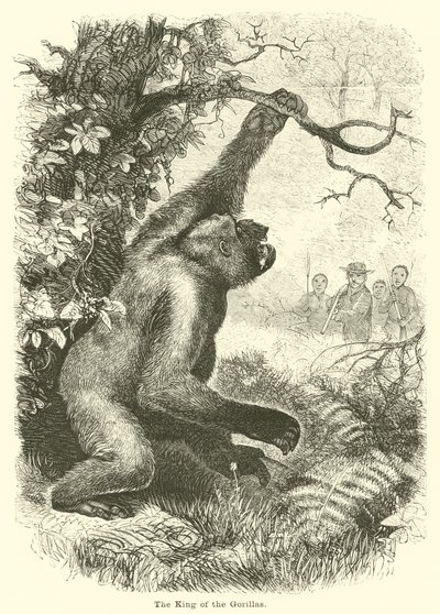 Gorillerin Kralı by English School