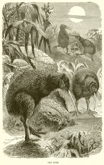 kivi by English School