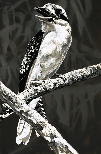 Kookaburra by English School