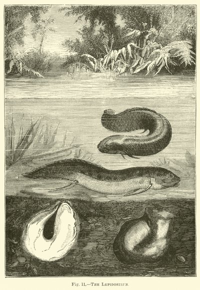 Lepidosiren by English School
