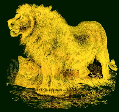 Aslan, J. G. Woods Illustrated Natural History