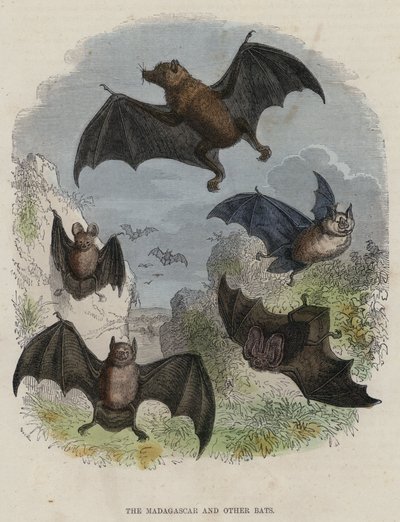 Madagaskar ve Diğer Yarasalar (renkli gravür) by English School
