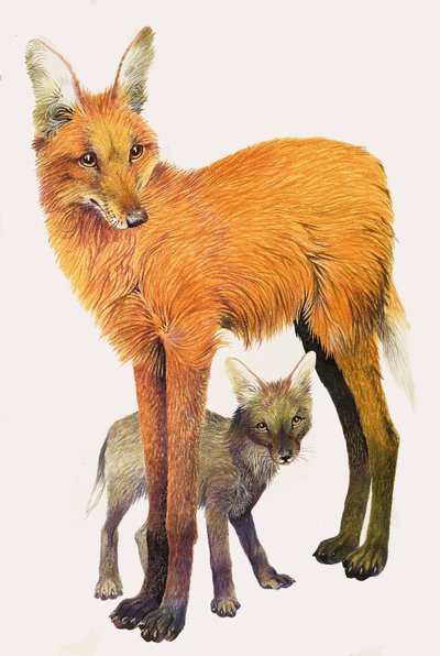 The Maned Wolf, found in South America by English School