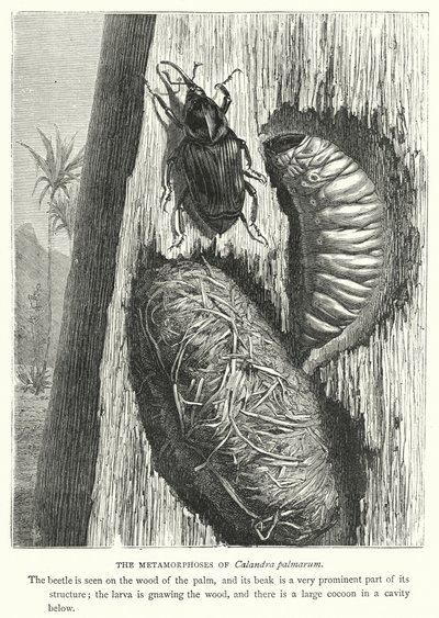 Calandra palmarum