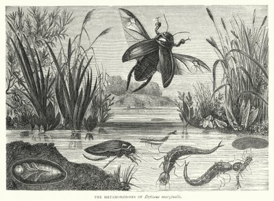 Dytiscus marginalis