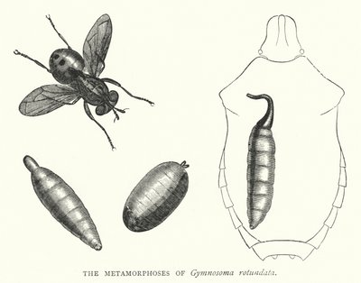Gymnosoma rotundata