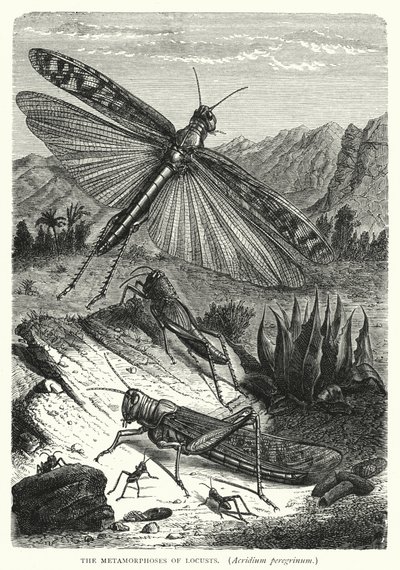 Çekirgelerin Metamorfozları, Acridium peregrinum (gravür) by English School