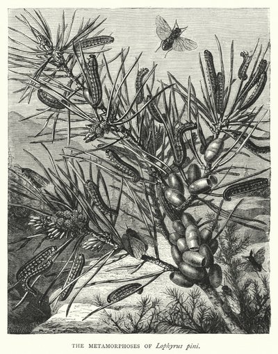 Lophyrus pini