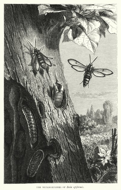 Sesia apiformis