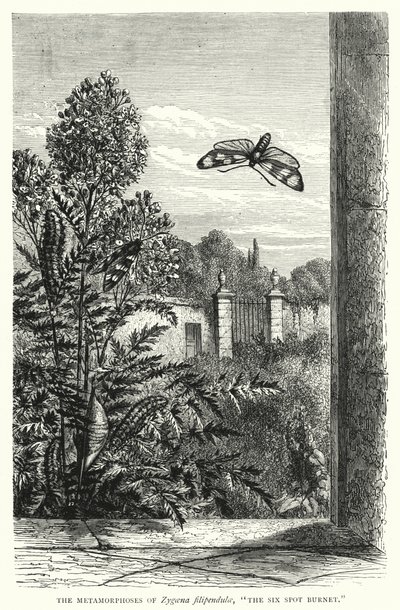 Zygaena filipendulae