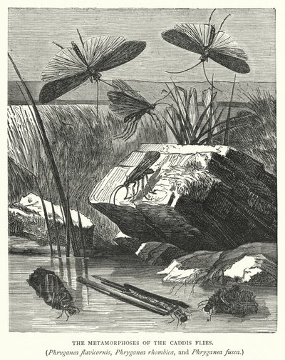 Caddis Sineklerinin Metamorfozları, Phryganea flavicornis, Phryganea rhombica ve Phryganea fusca (gravür) by English School