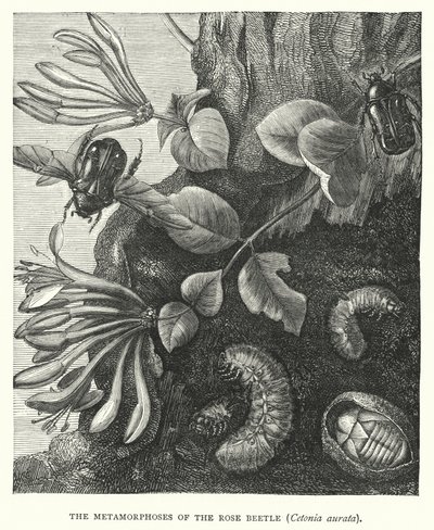 Gül Böceğinin Metamorfozları, Cetonia aurata (gravür) by English School