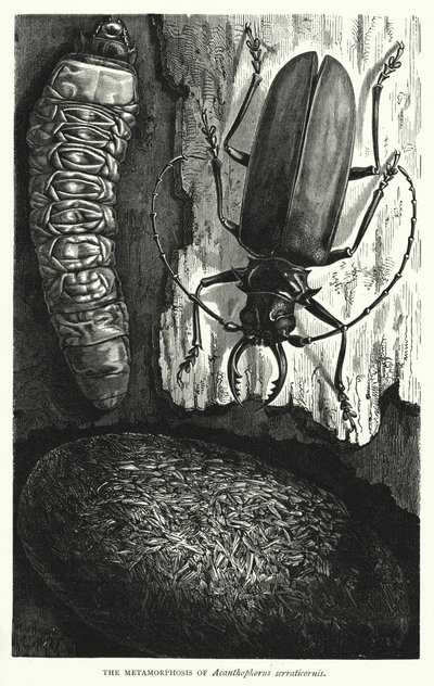 Acanthophorus serraticornis