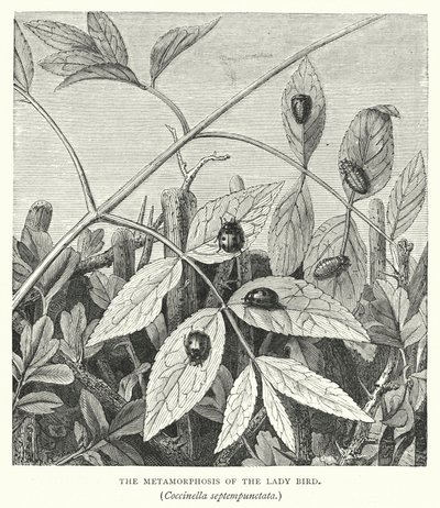 Uğur Böceğinin Metamorfozu, Coccinella septempunctata (gravür) by English School