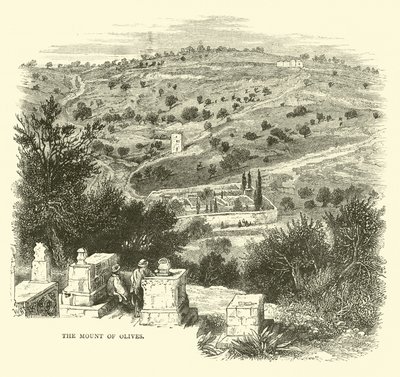 Zeytin Dağı by English School