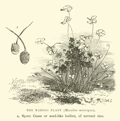 Nardoo bitkisi, Marsilea macropus by English School