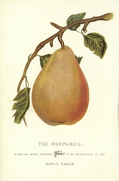 Nonpareil by English School