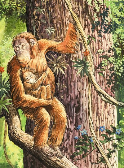 Orangutan by English School