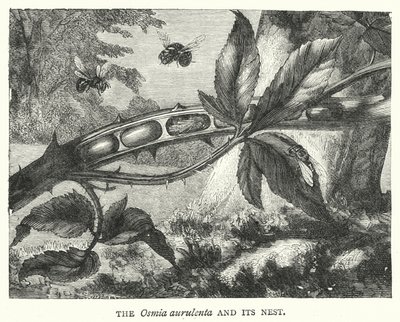 Osmia aurulenta ve Yuvası (gravür) by English School