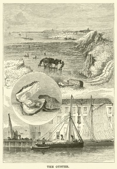 İstiridye (gravür) by English School