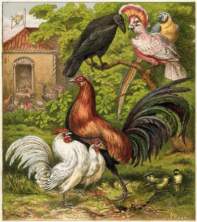 Evdeki Tavus Kuşu by English School