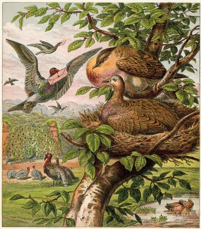 Evdeki Tavus Kuşu by English School