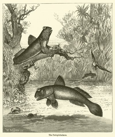 Periophthalmus (gravür) by English School