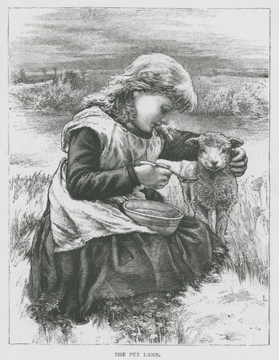 Evcil Kuzu (gravür) by English School