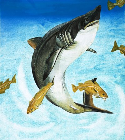 Porbeagle, bir tür köpekbalığı by English School