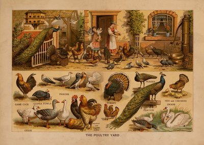 The Poultry Yard (renkli taşbaskı) by English School