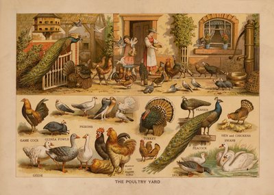 The Poultry Yard (renkli taşbaskı) by English School