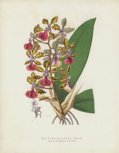 Mor Dudaklı Oncid, Oncidium Haematochilum by English School