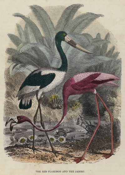 Kırmızı Flamingo ve Jabiru (renkli gravür) by English School