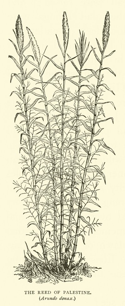 Filistin Reed, Arundo donax by English School