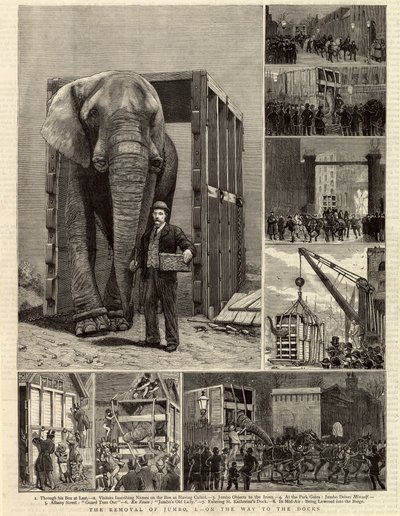 Jumbo