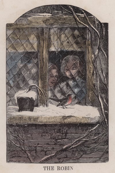 Robin (renkli gravür) by English School