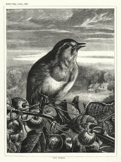 Robin (gravür) by English School