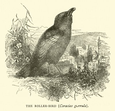 Roller-kuş, Coracias garrula by English School