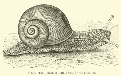 Roma veya Yenilebilir Salyangoz (Helix pomatia) by English School