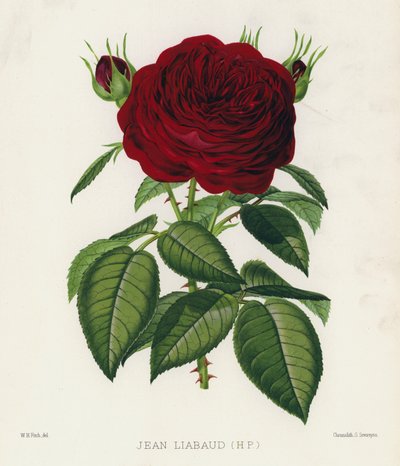 Gül Bahçesi: Jean Liabaud, HP by English School