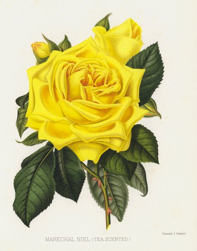 Gül Bahçesi: Marechal Niel, Çay Kokulu by English School