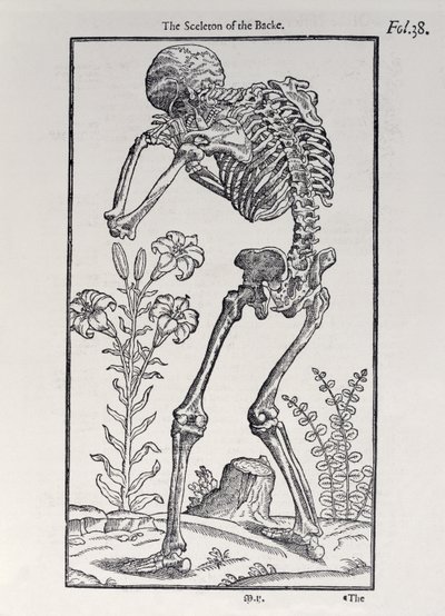 John Banister (1540-1610), 1578 tarafından yayınlanan İnsan Tarihinden Arka Plakanın İskeleti by English School