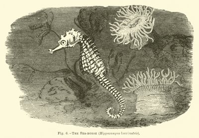 Deniz atı, Hippocampus brevirostris by English School