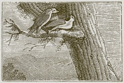 Hasta Uçurtma (gravür) by English School